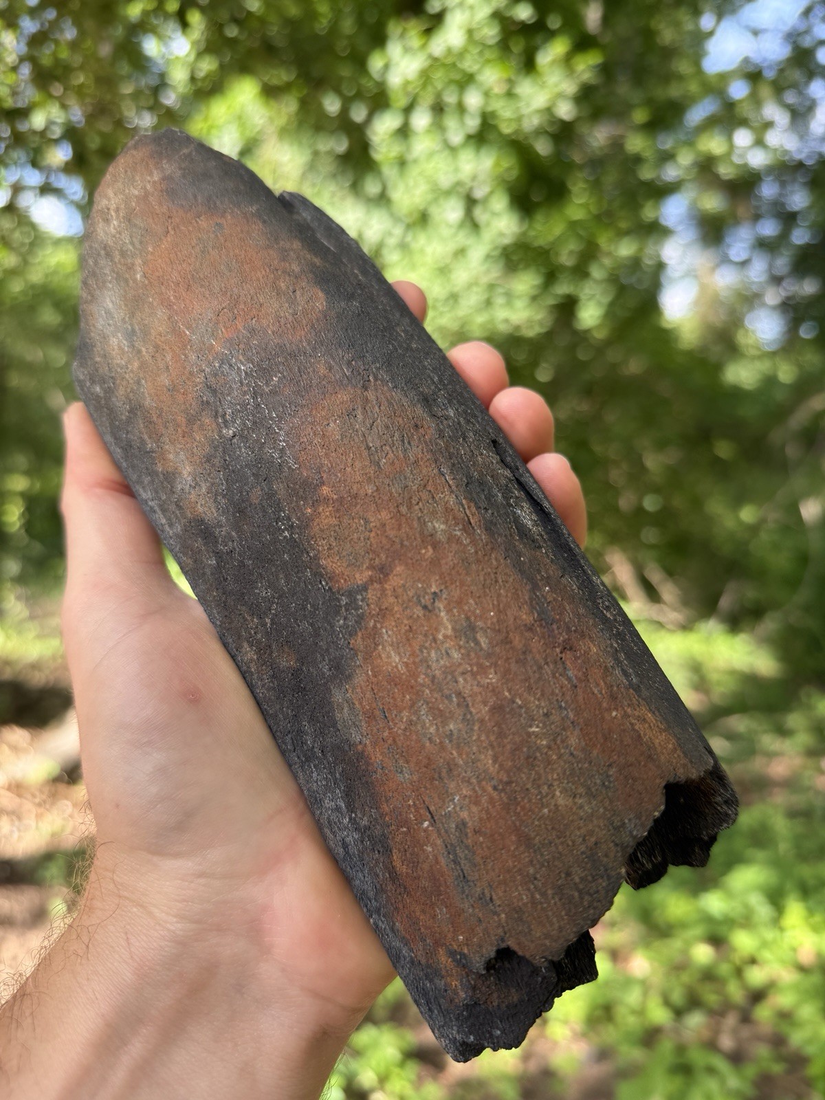 Very Rare Hollow EXTINCT “MYSTICETI” Rib Wh@le Bone Fossil 