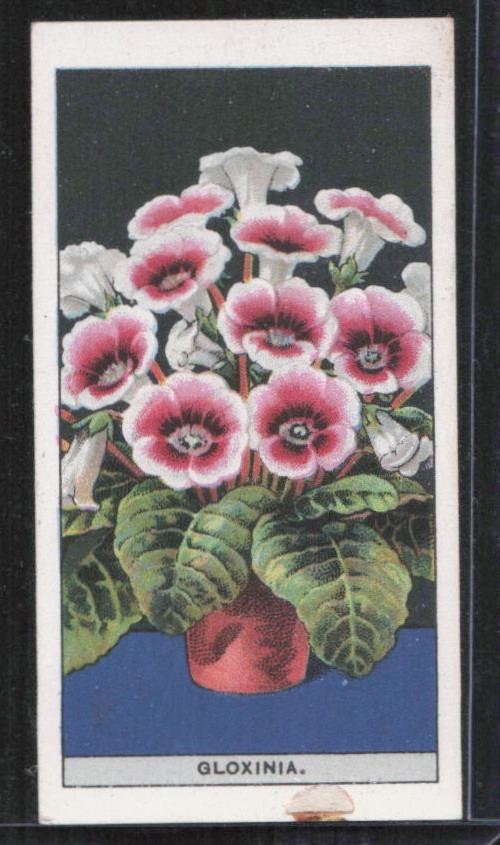 1925 W.D. & H.O. Wills Flower Culture in Pots #25 Gloxinia