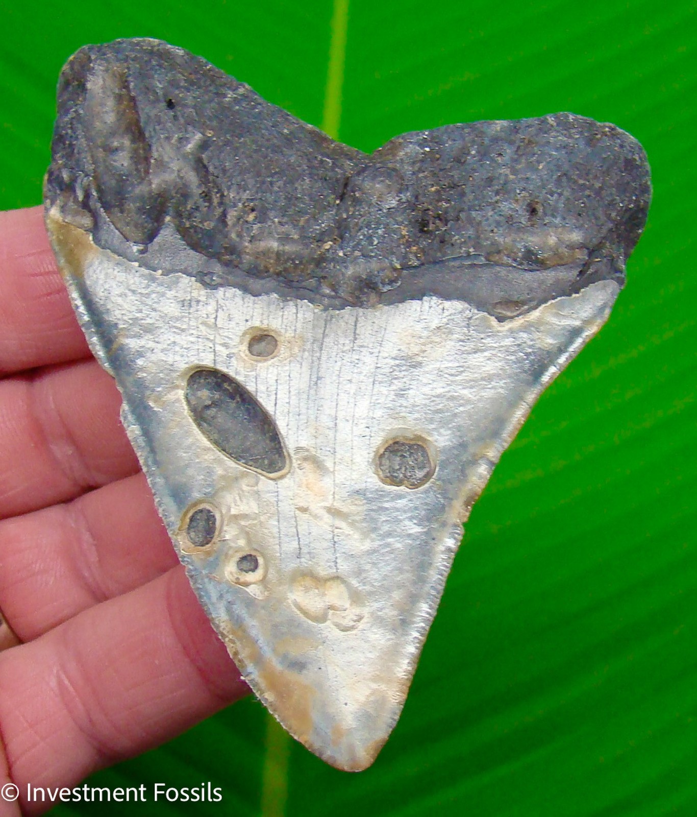 MEGALODON SHARK TOOTH  Real Fossil  3.72”  Sharks Teeth  NO Restorations