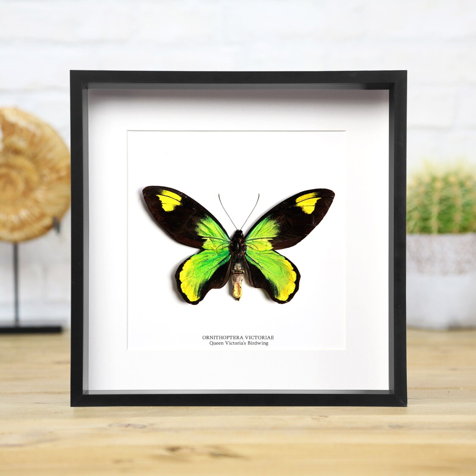Queen Victoria\'s Birdwing Male Handcrafted Entomology Taxidermy Butterfly Frame