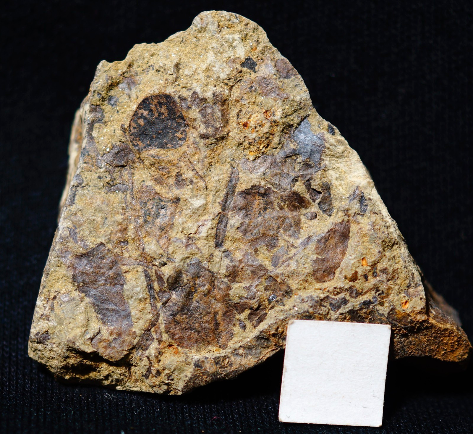 Museum quality Cooksonia caledonica perfect sporangium oldest  land fossil plant