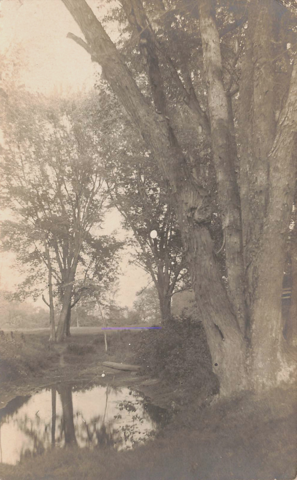 WATER STANDING BELOW TREES PEACEFUL COUNTRY SCENE REAL PHOTO POSTCARD 1906 RPPC