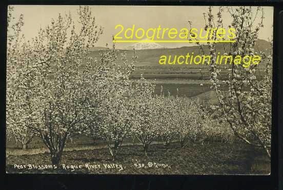 Rppc Pear Trees With Blossoms Rogue River Valley Or Ore Oregon Old Real Photo