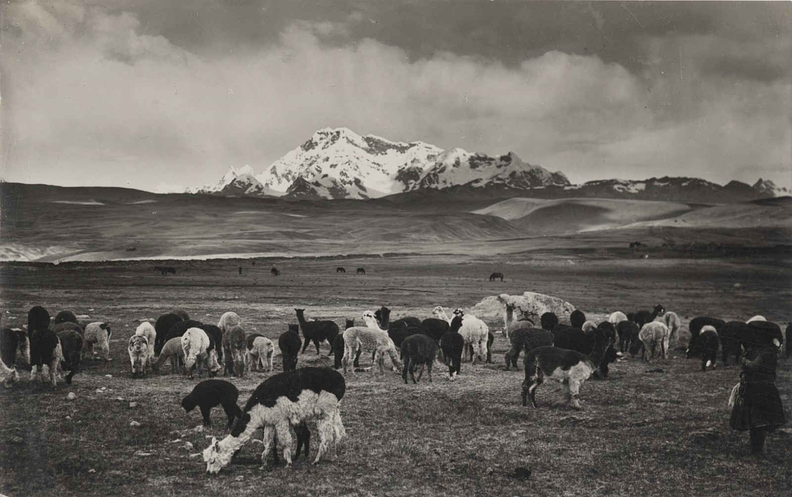 c. 1940's Alpacas Grazing, Andean Highlands, Peru RPPC by Martin Chambi Jiménez c. 1940's Alpacas Grazing, Andean Highlands, Peru RPPC by Martin Chambi Jiménez