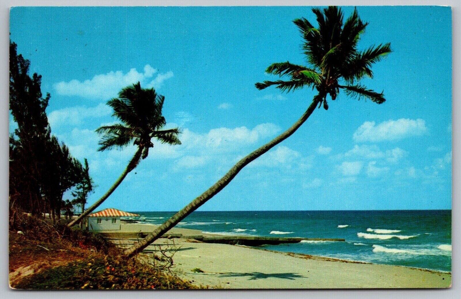 Whispering Palms Florida Coast Shore Ocean Beach Shoreline Oceanfront Postcard