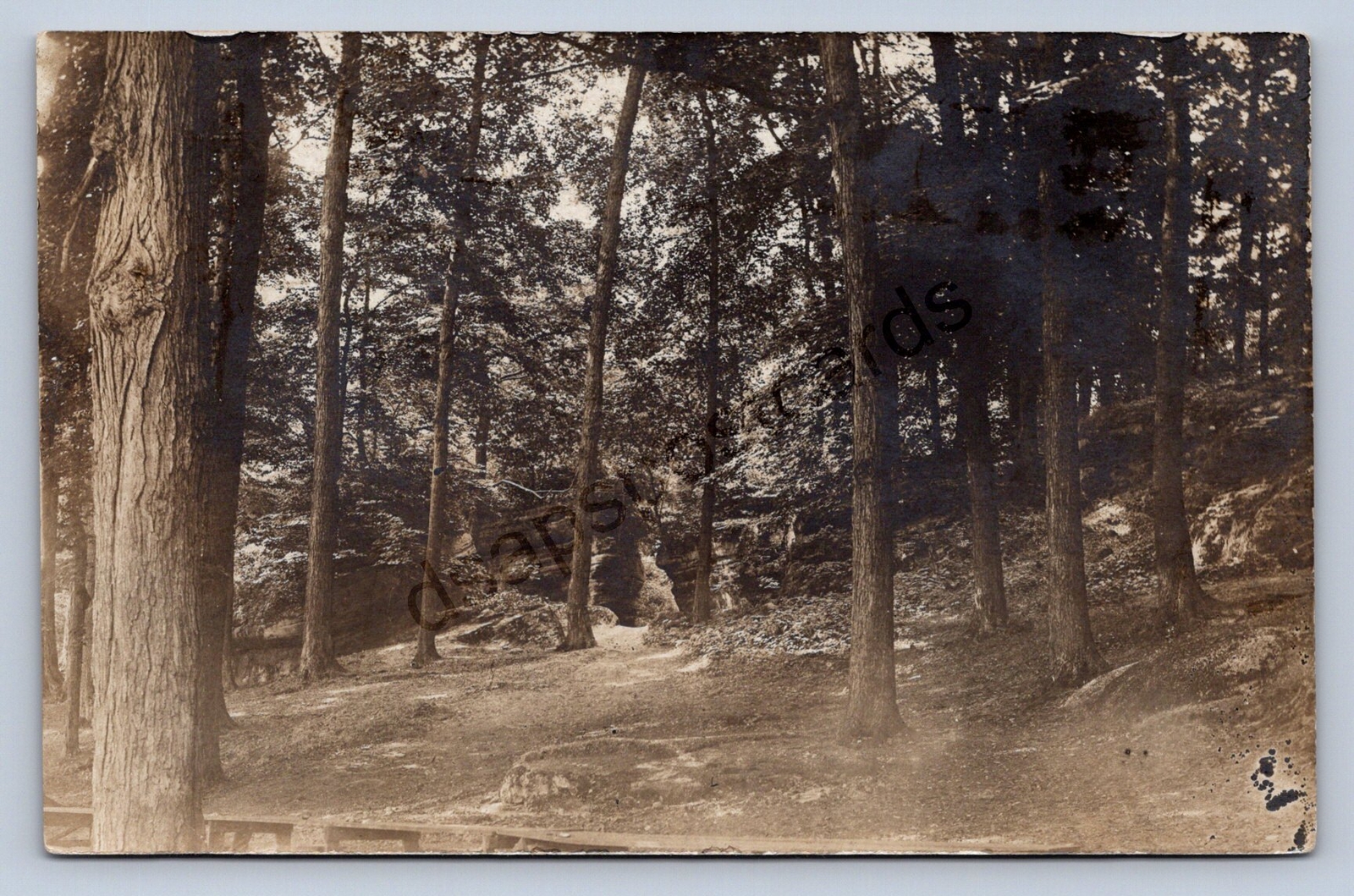 J93/ West Farmington Ohio RPPC Postcard c1910 Forest Park Trees Asper304
