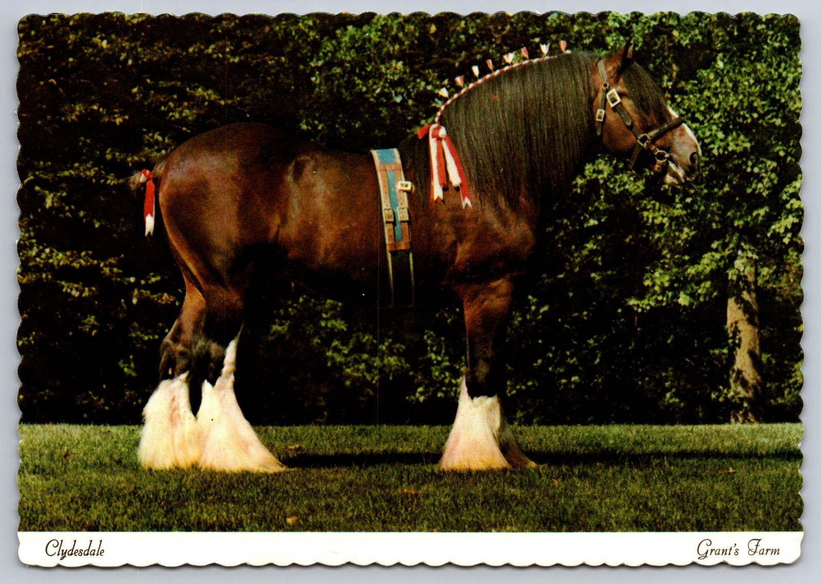 St. Louis MO Missouri Clydesdale Horse at Grant's Farm c.1971-74 Postcard