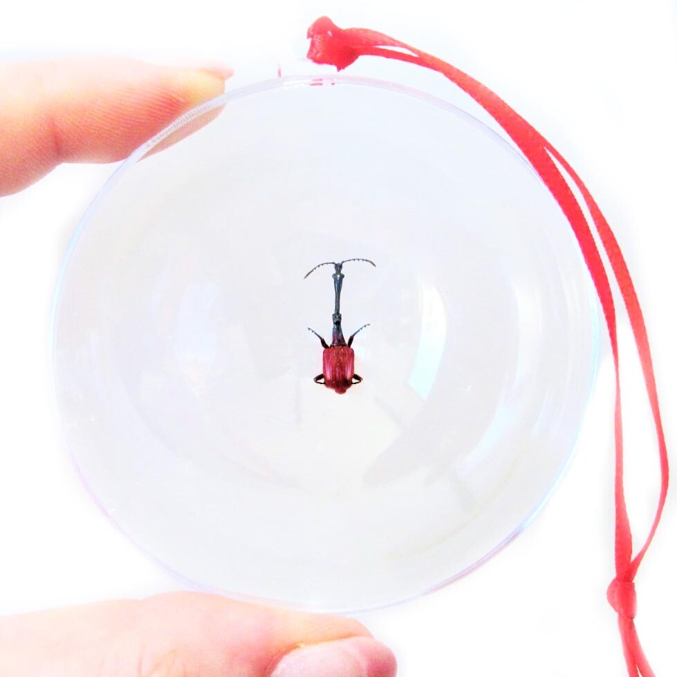 Trachelophorus giraffe REAL RED WEEVIL BEETLE MADAGASCAR CHRISTMAS ORNAMENT GIFT