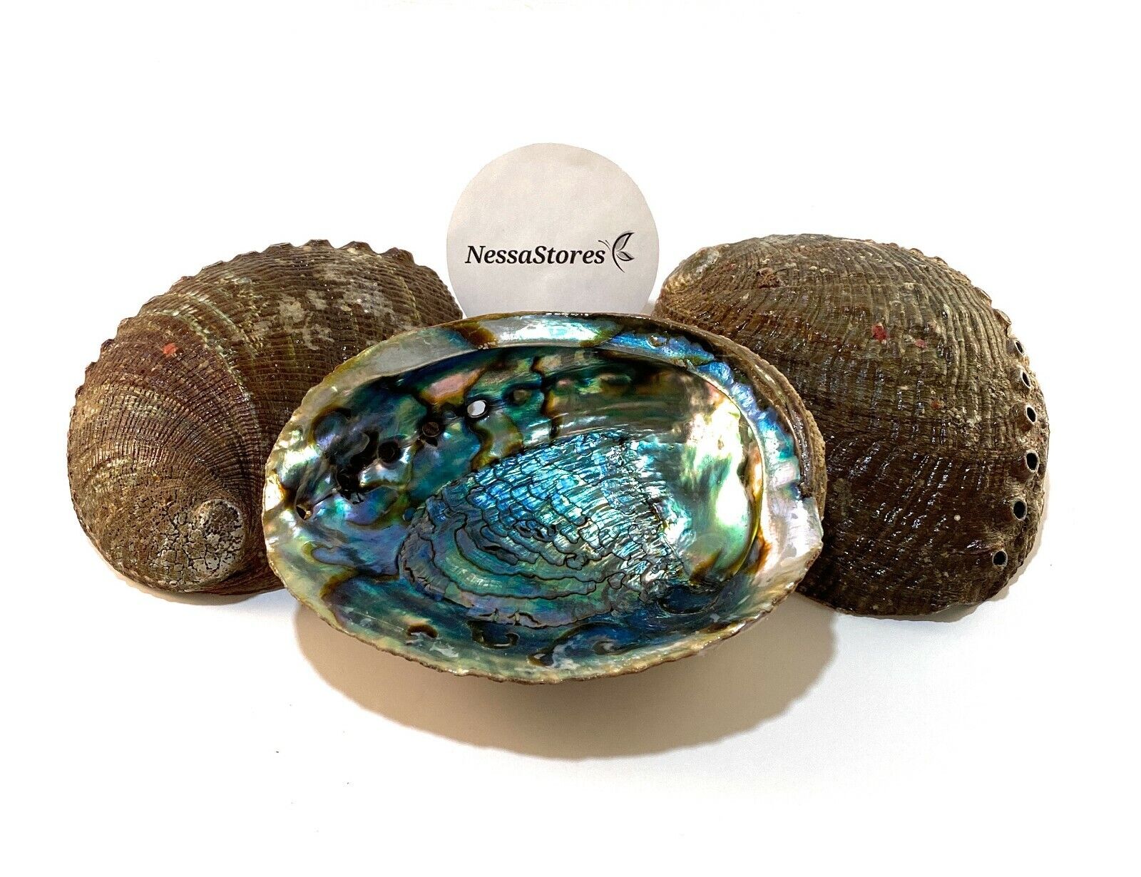Green Abalone Sea Shell One Side Polished Beach Craft 6\