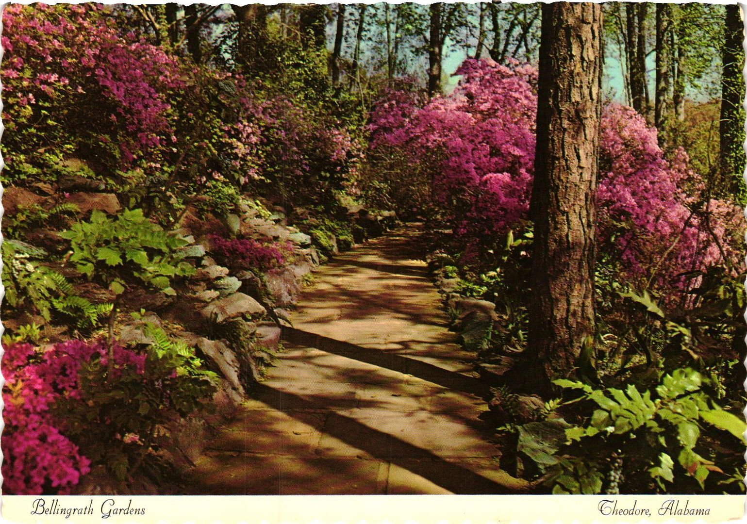 Vintage Postcard 4x6- BELINGRATH GARDENS, THEODORE, AL. 1960-80s