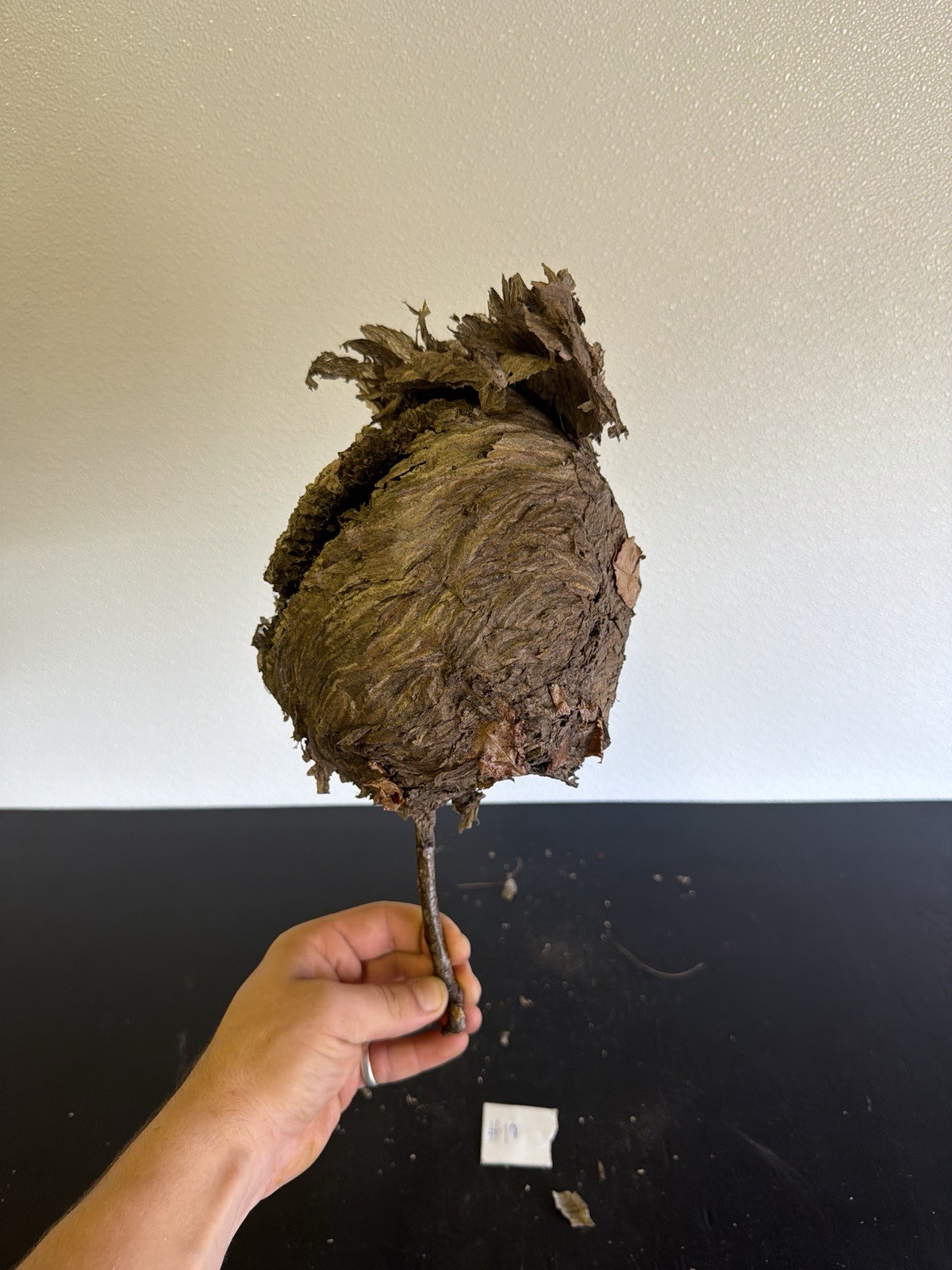 Gorgeous Bald Faced Hornets Nest Small made In Upstate New York #19