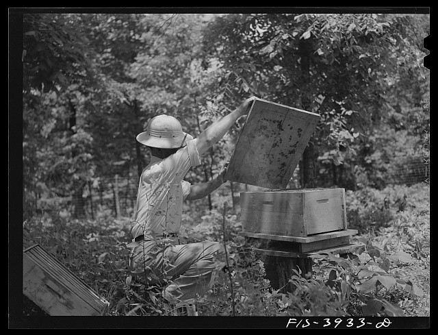 Photo:Lauderdale County Alabama Julien Case Beehive Farm TVA 1942