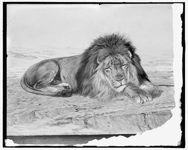 Photo:Lion Painting c1900