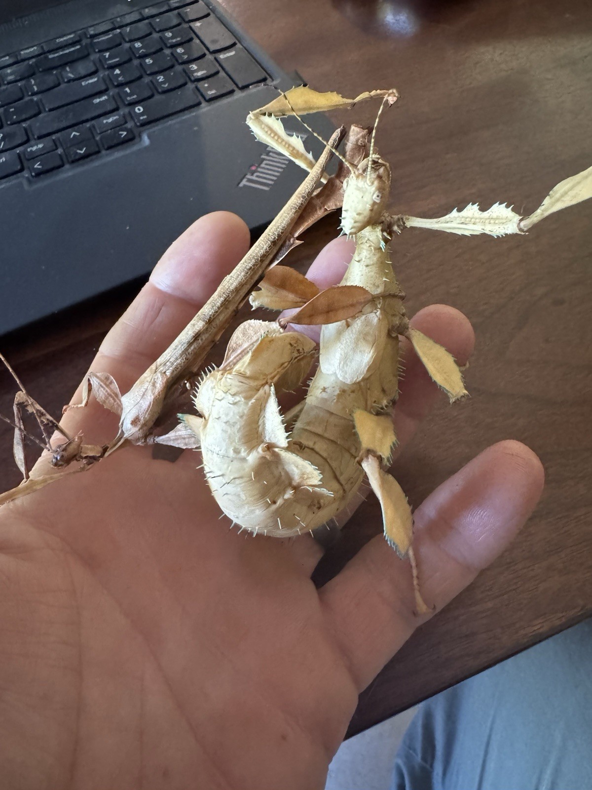 Macleay's Spectre (Extatosoma tiaratum)  Spiny leaf/ stick insect 50 eggs  /ova