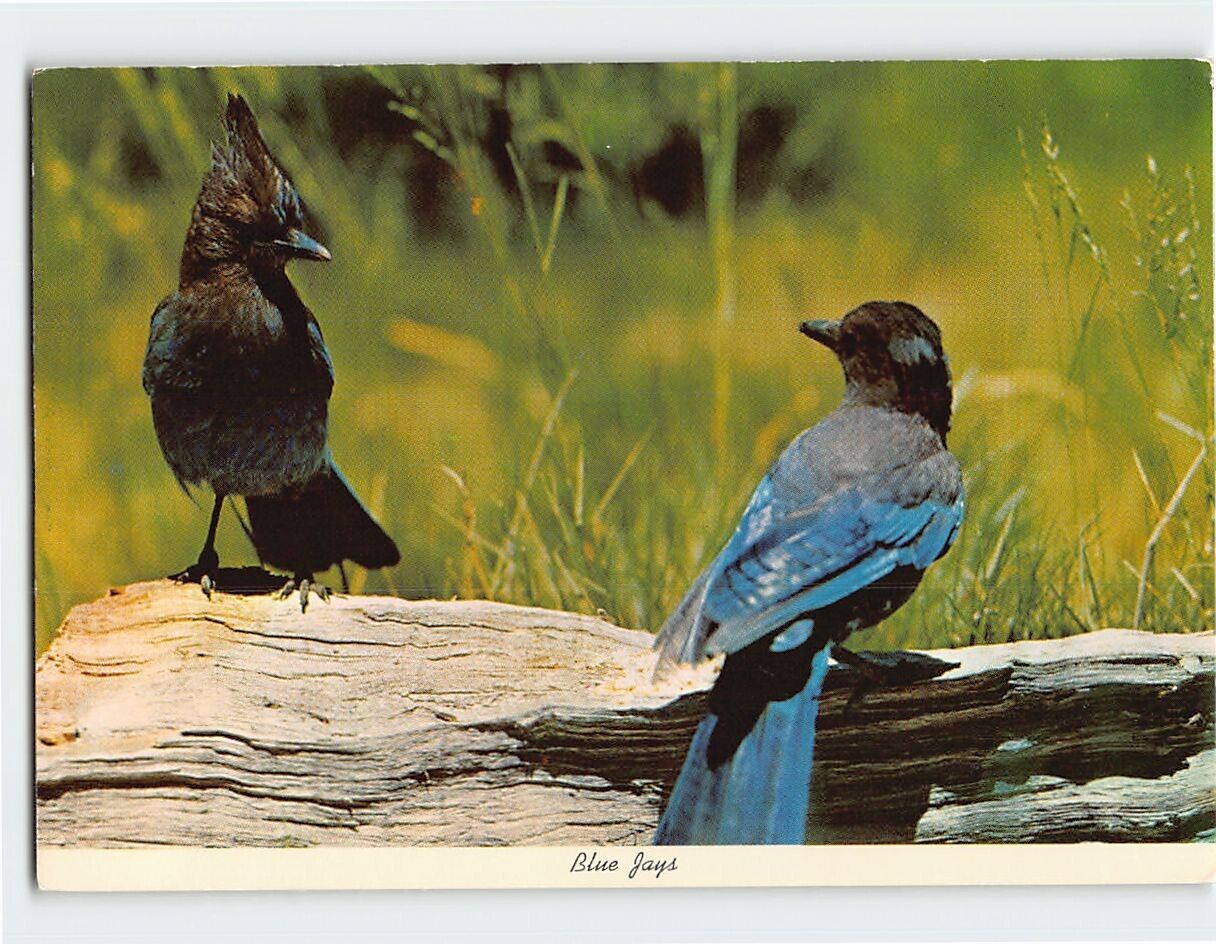 Postcard Stellar Jay (Blue Jay) Yosemite National Park California USA