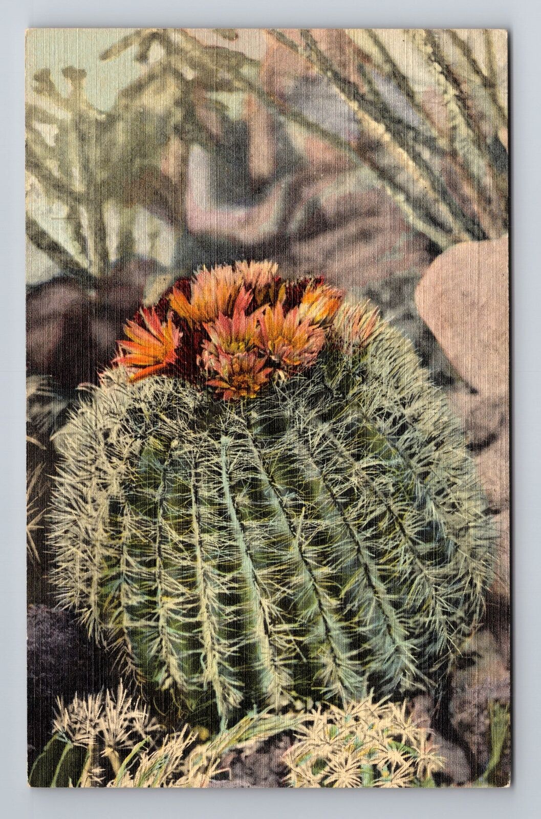 Albuquerque NM-New Mexico, Barrel Cactus, Antique Vintage Souvenir Postcard