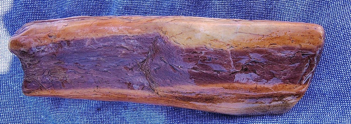 Petrified Wood Specimen? 550 Grams Limb Cast? Shown Wet