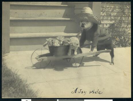 Bull dog pushing six kittens in a wheel-barrel 1930 California Old Photo