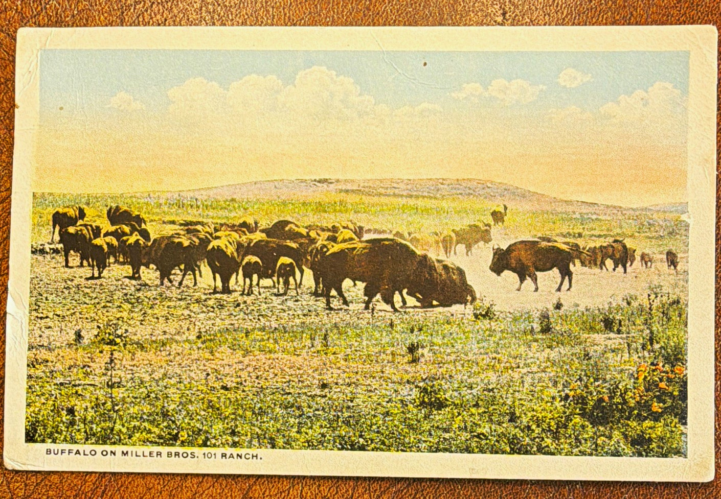 Buffalo Miller Bros. 101 Ranch Oklahoma Lithograph Postcard Unposted