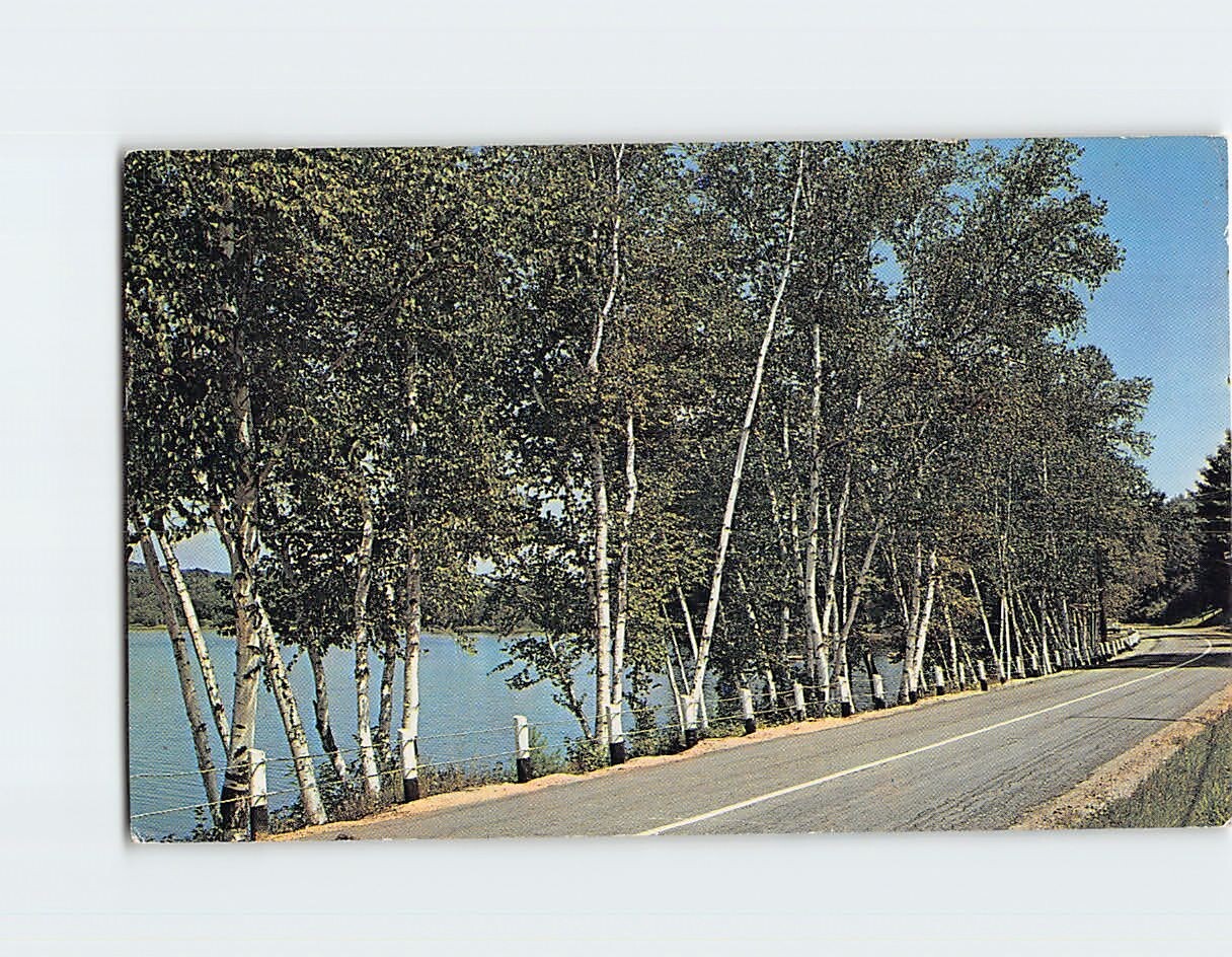 Postcard Graceful birches line the highway along the shores of Crystal Lake, ME