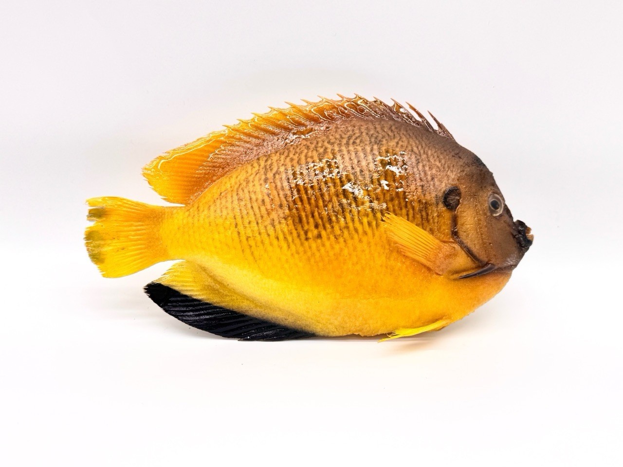 Y12 Real Fish Taxidermy Apolemichthys trimaculatus Half Skin Mount