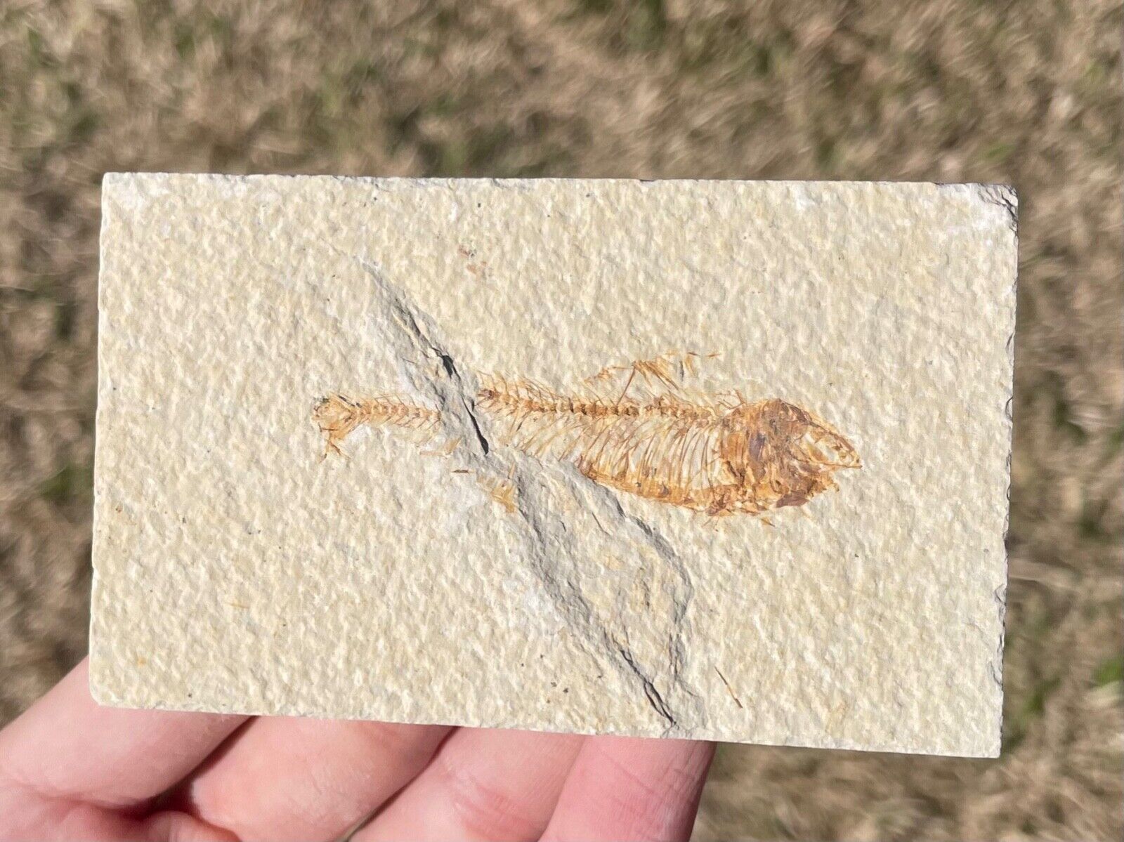 Wyoming Fossil Fish Knightia eocaena Eocene Skeleton Green River Formation