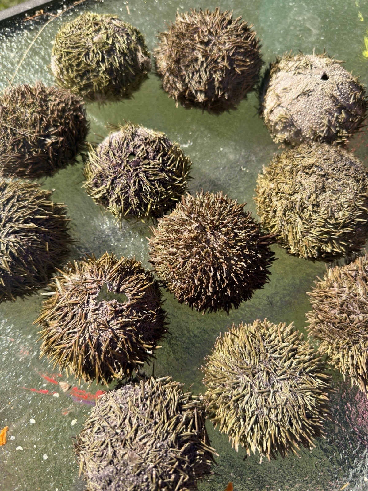 maine sea urchins curiosity craft oddity atlantic coastal specimen lot of 3