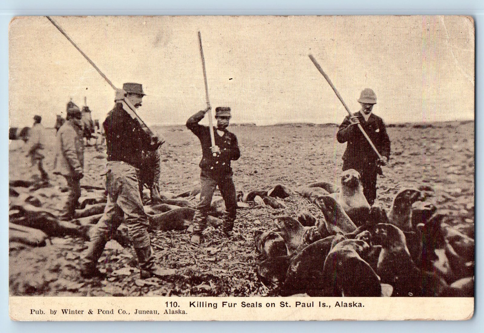 St. Paul Alaska AK Postcard Killing Fur Seals Men c1910's Unposted Antique St. Paul Alaska AK Postcard Killing Fur Seals Men c1910's Unposted Antique