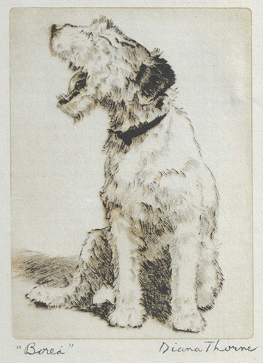 Wire Fox Terrier - CUSTOM MATTED - Vintage Dog Art Print - 1936 Diana Thorne Wire Fox Terrier - CUSTOM MATTED - Vintage Dog Art Print - 1936 Diana Thorne