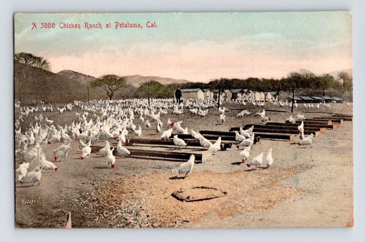 1907. CHICKEN RANCH AT PETALUMA, CAL. POSTCARD DD16