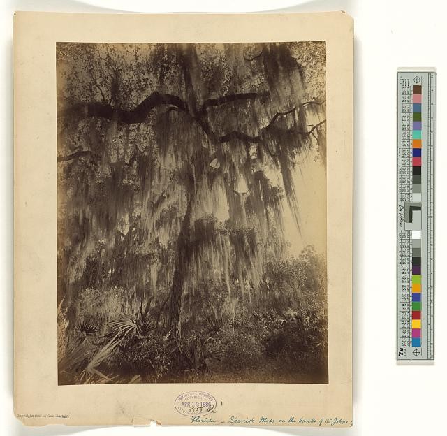 Photo:Florida St Johns River Spanish Moss Trees Banks c1886 George Barker