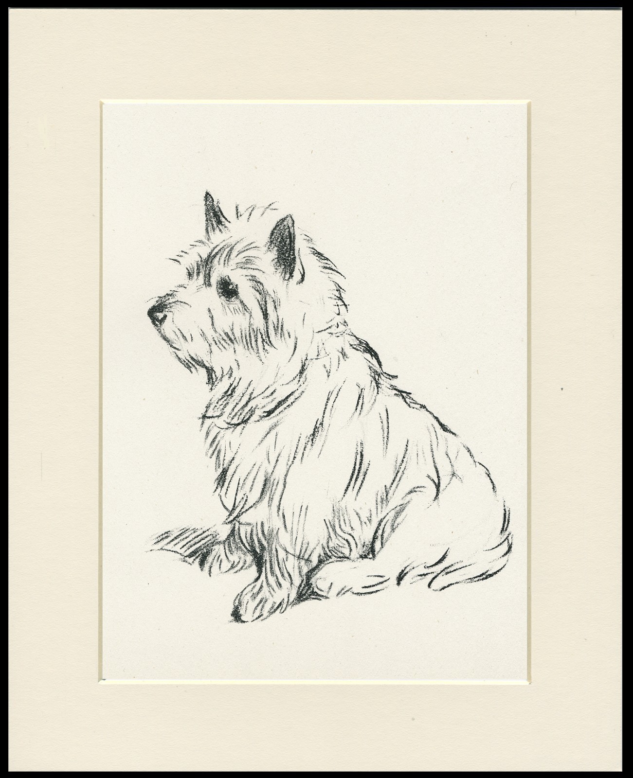 CAIRN TERRIER VINTAGE 1937 DOG ART PRINT by LUCY DAWSON READY MOUNTED