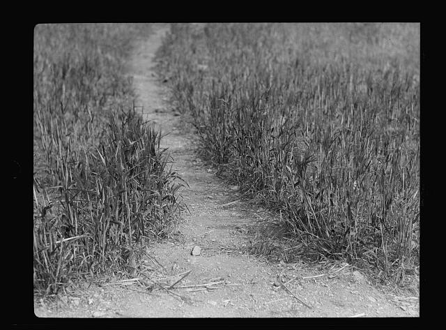 Photo:Bethany West Bank Middle East 1934 Path Through Fields