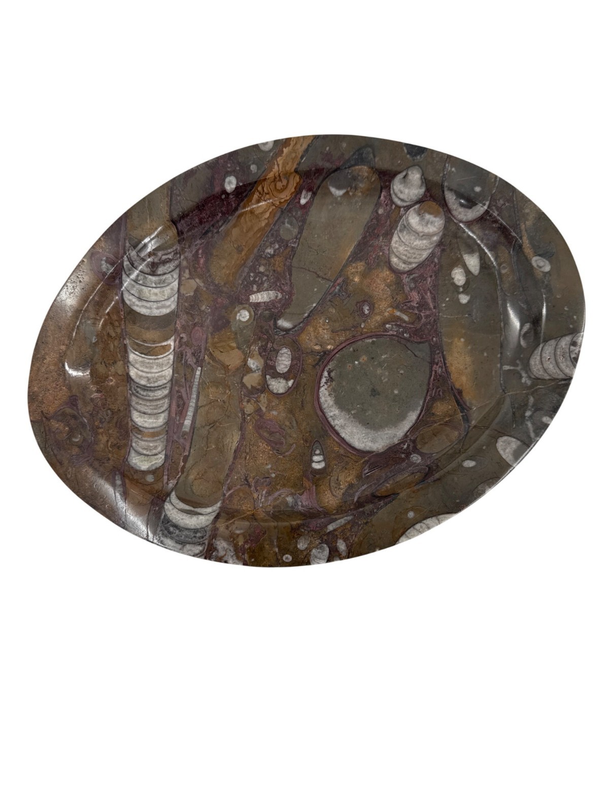 1950s Mid-Century Stone Fossil Plate Orthoceras Sea Shell Ammonite 11.25\