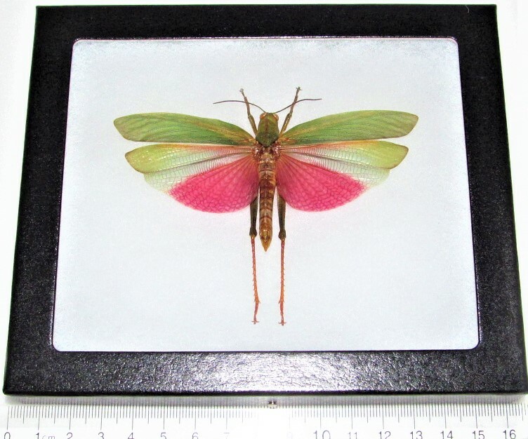 Lophacris cristata MALE REAL FRAMED PINK WINGS SPREAD GRASSHOPPER PERU