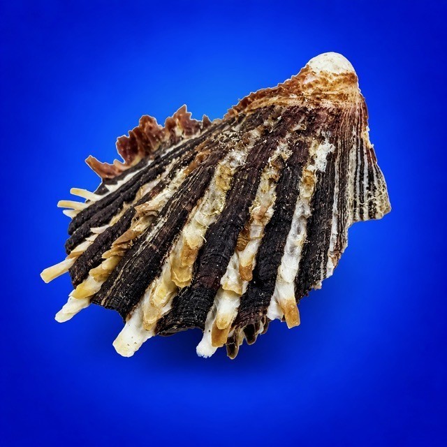 Spondylus sinensis 58.5mm Spiny Oyster Shell Collector Specimen w/data label