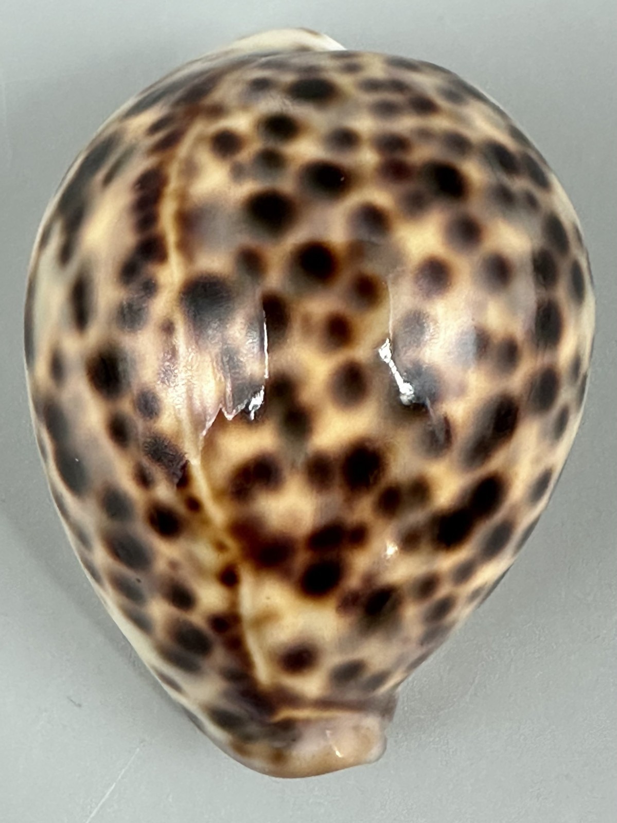 Cypraea tigris 64mm Exceptional Rusty Yellow F+++/Gem Tiger Cowrie with Data