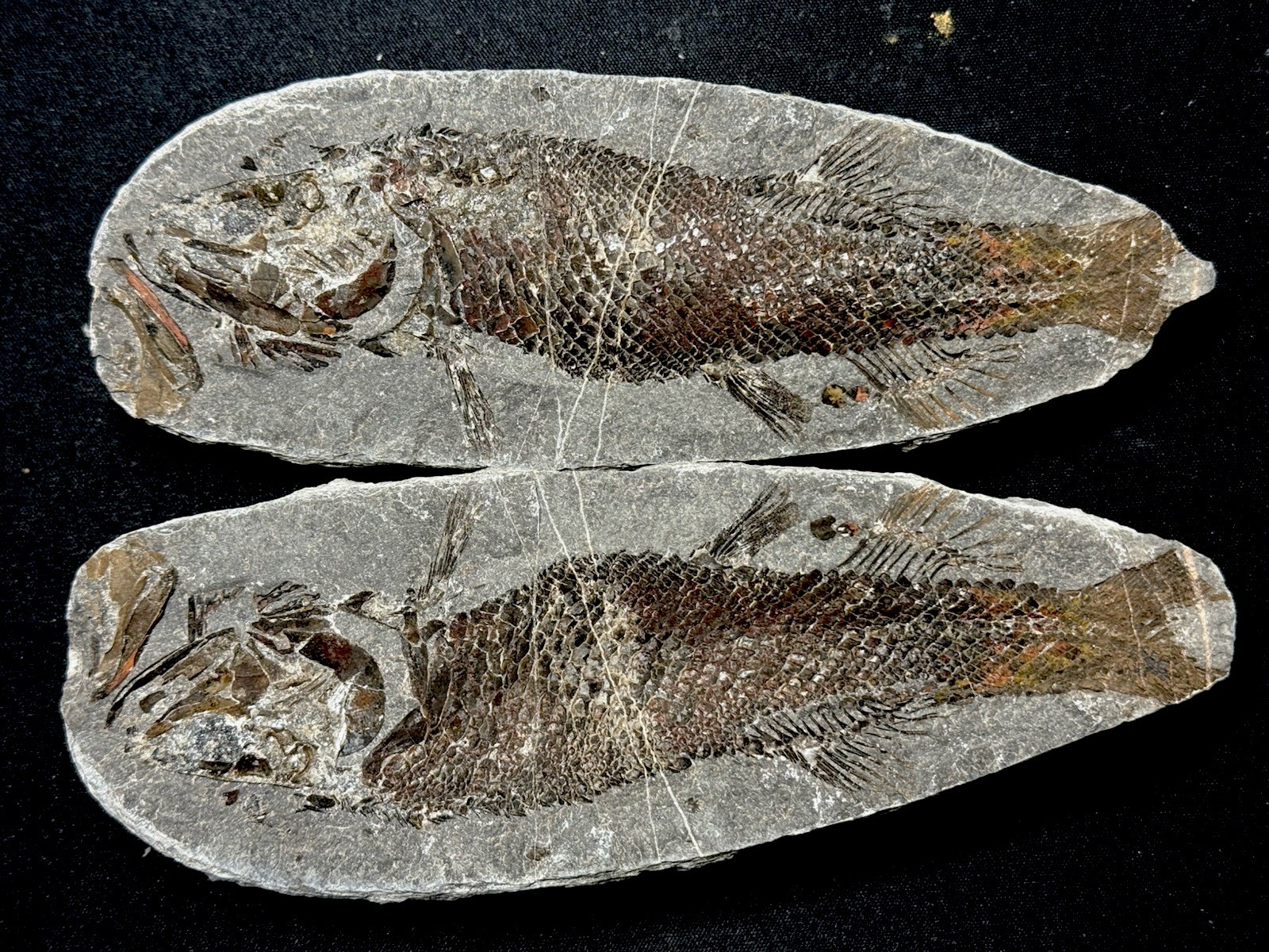 Pair of fossil fish ，perleidus,  Jurong China