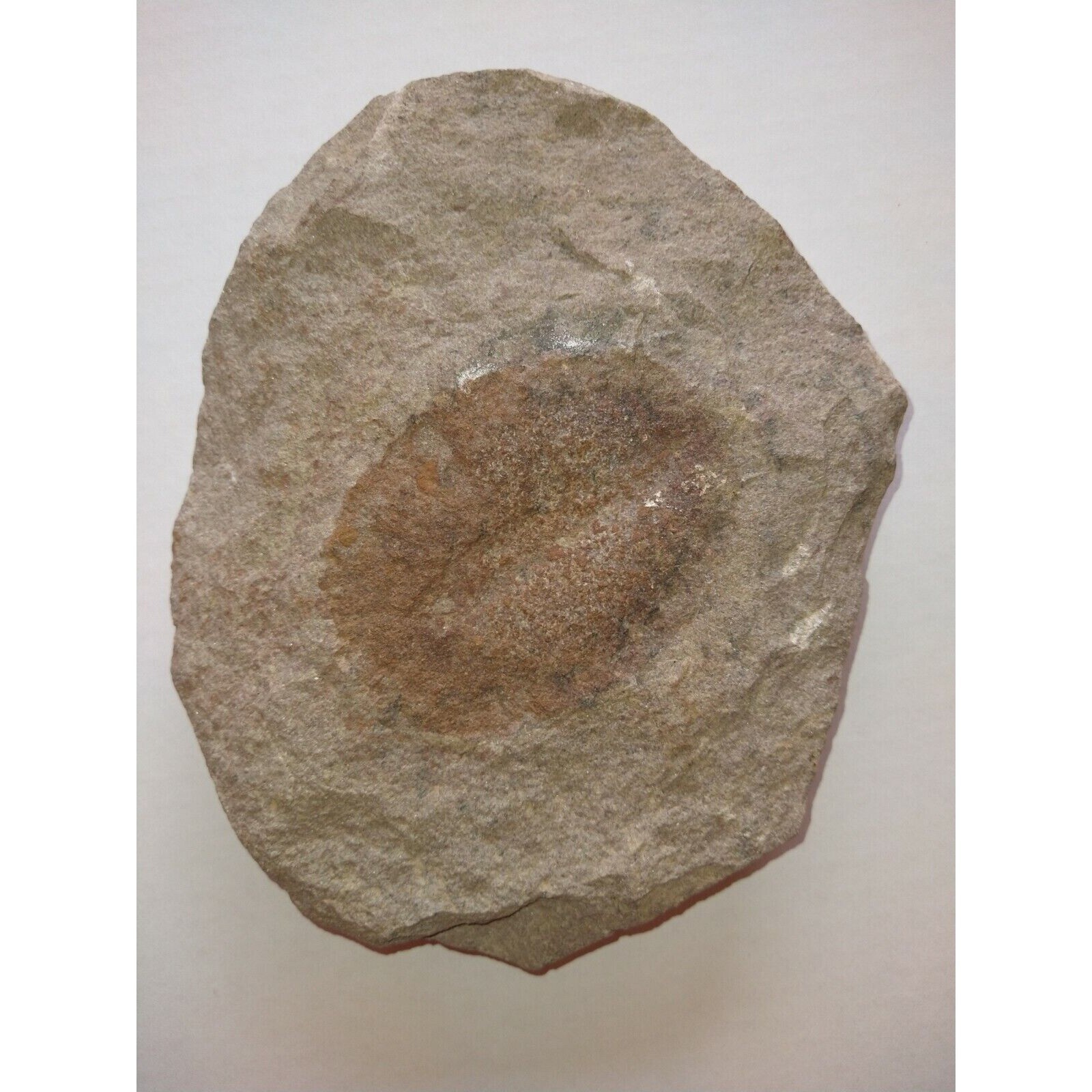 EXCELLENT, RARE TRILOBITE.ORDOV.MOROCCO.