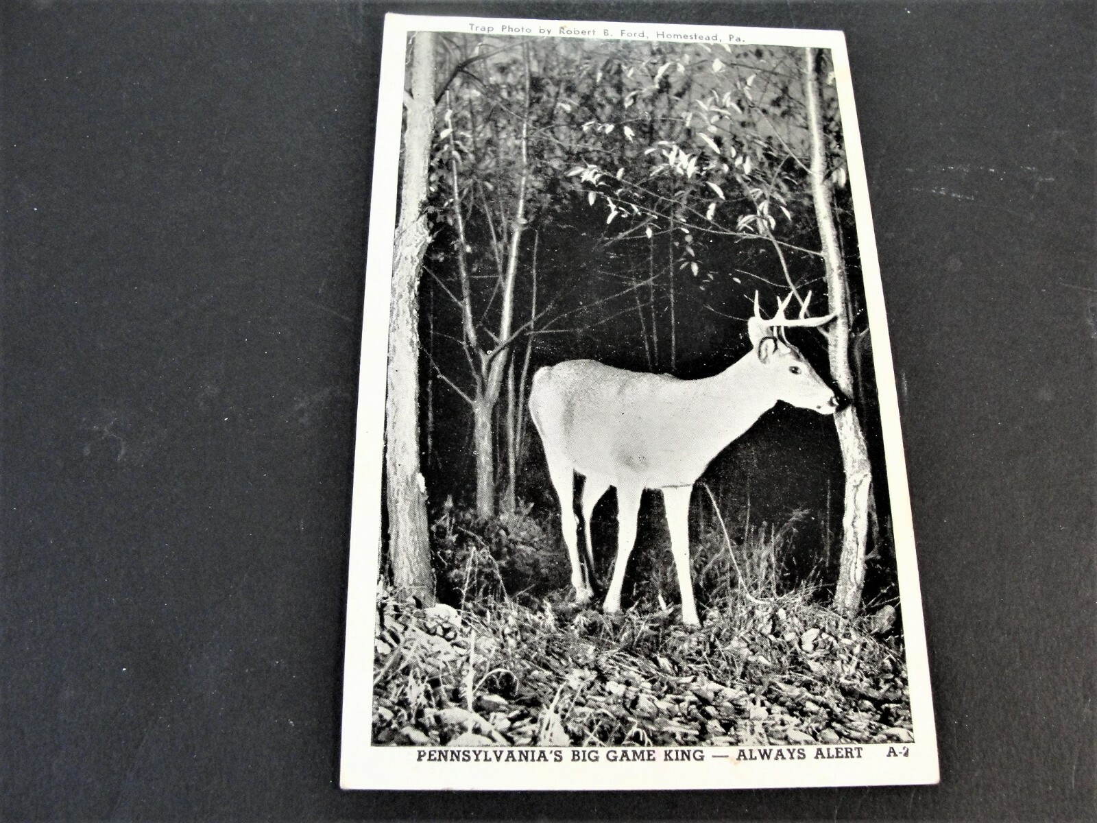 Pennsylvania\'s Big Game King-Always Alert - Postmarked 1949 Postcard.