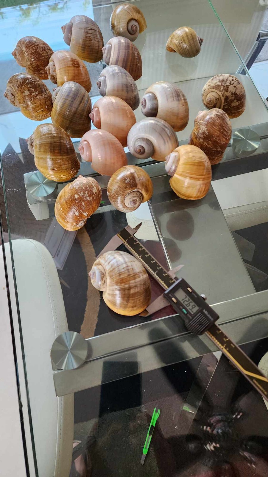 25 GIANT AFRICAN SNAIL SHELL