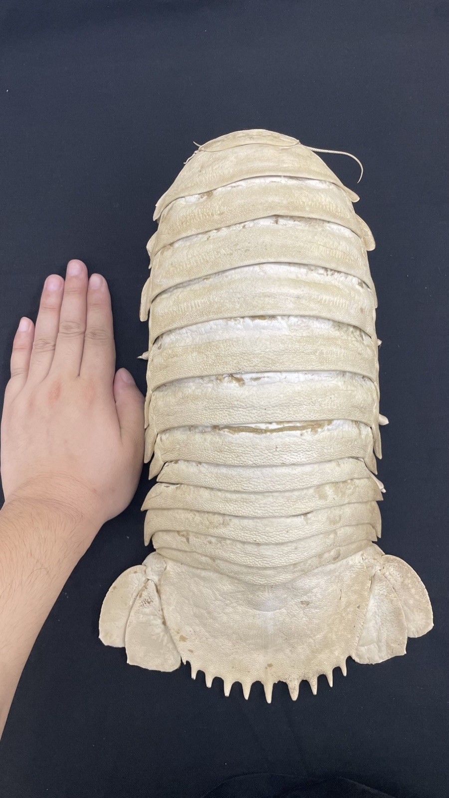 Massive Museum Quality Filled Bathynomus Deep Sea Giant Isopod Taxidermy Rare A1