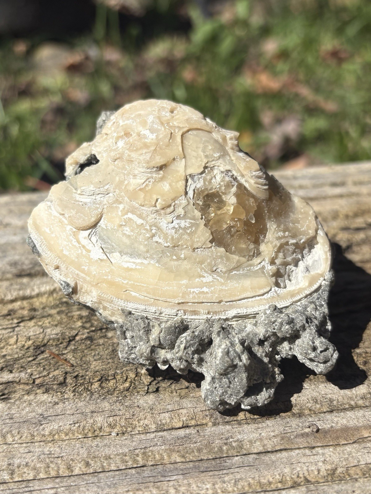 Natural Calcite Clam Fossil- Beautiful 3.2” Yellow Calcite Fossilized Clam Shell