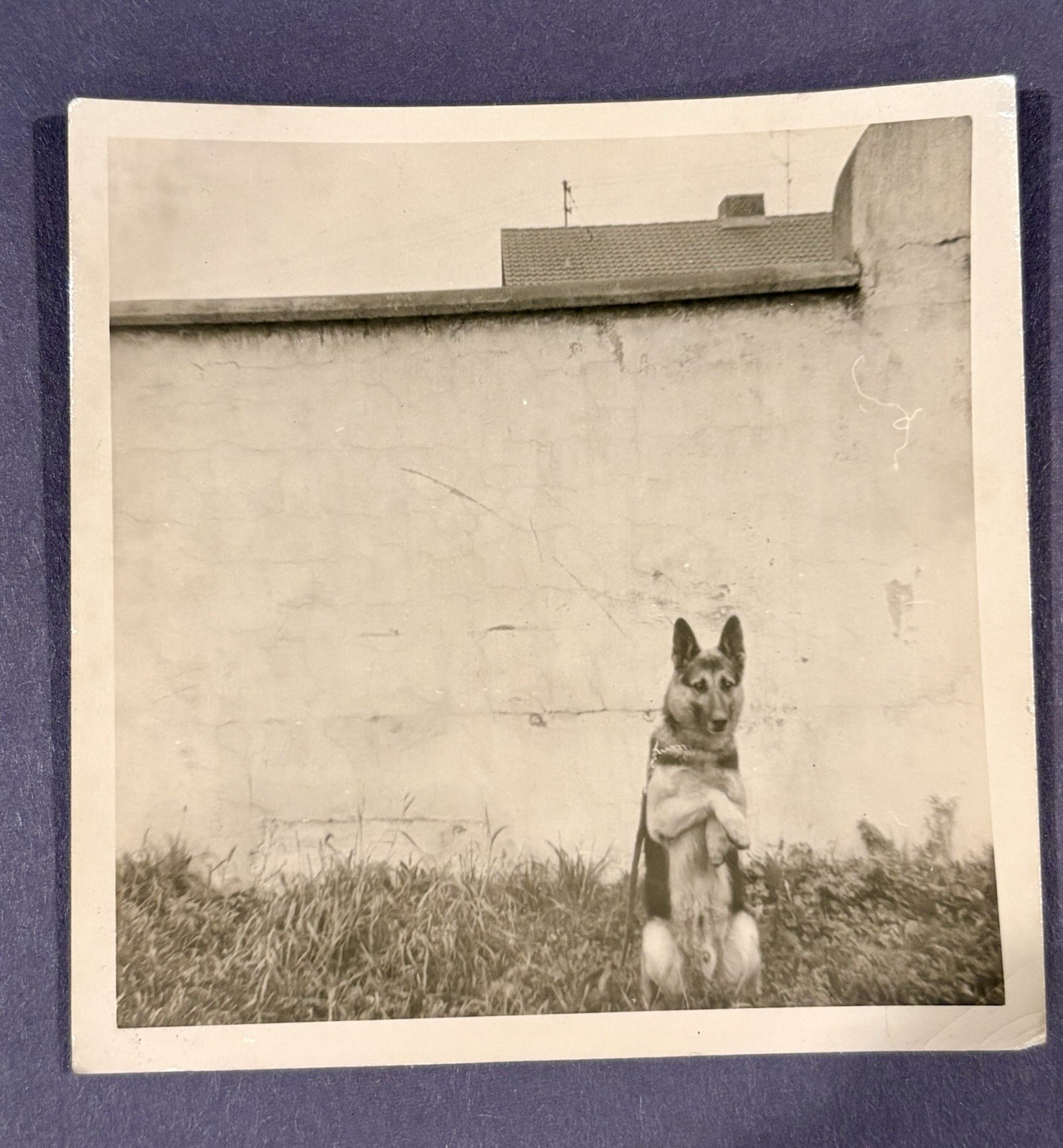 1963 USAF K9 German Shepherd Military Dog Photo Germany Cold War Era