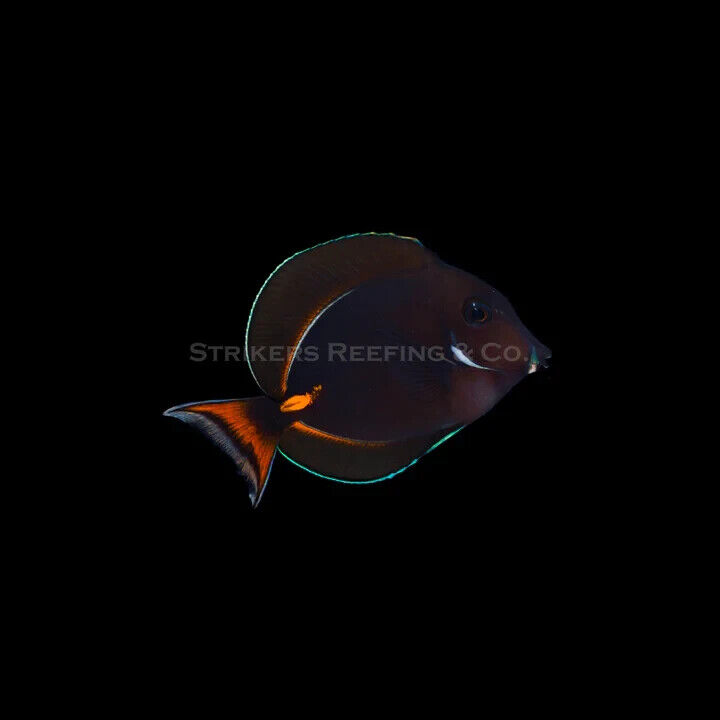 Achille$ Tang (Baby)  - WYSIWYG - Live Saltwater Fish - 