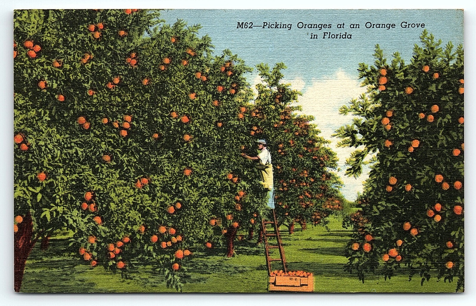 1940s MIAMI FL FLOYD'S FRUIT GROVE 42nd AVE PICKING ORANGES AD POSTCARD P5441