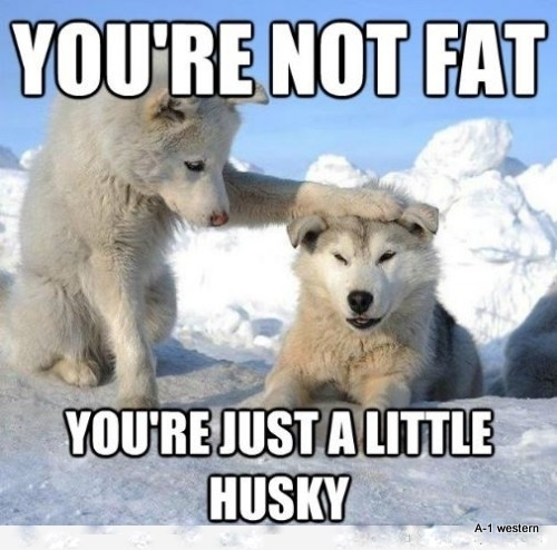 Funny Siberian Husky  refrigerator magnet 3 1/2x 3 1/2\