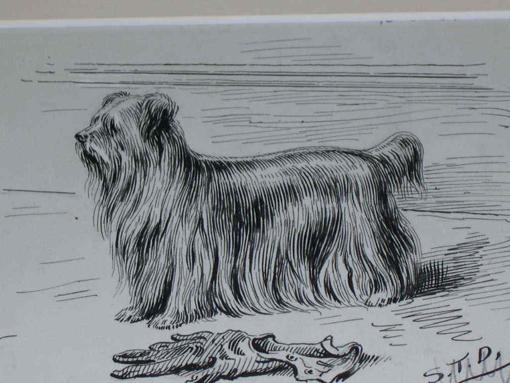 ORIGINAL 1895 ANTIQUE YORKSHIRE TERRIER DOG PEN & INK DRAWING BY S.T. DADD 