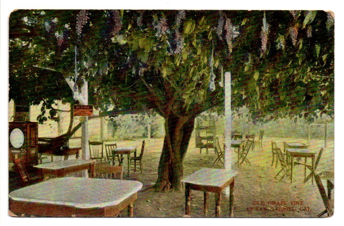 Old Grape Vine San Gabriel CA Antique Postcard Woods Inc Los Angeles Germany
