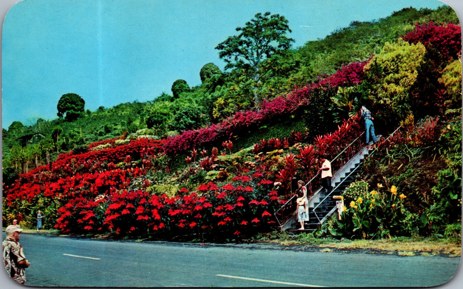1955 Vintage Postcard Machado Gardens Kealakekua Kona Hawaii Floral Garden 1955 Vintage Postcard Machado Gardens Kealakekua Kona Hawaii Floral Garden